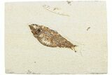 Fossil Fish (Knightia) - Green River Formation #237211-1